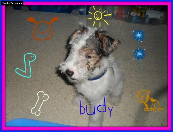 Foto del perro Budy