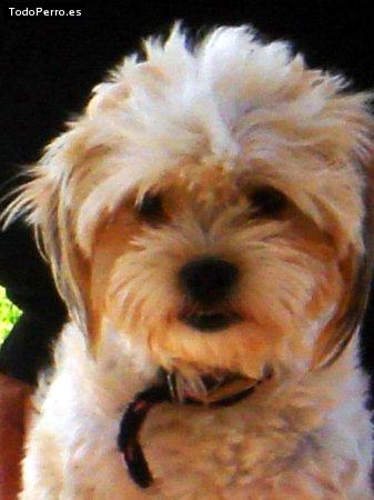 Foto del perro Blanca