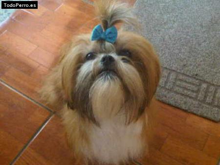 Foto del perro Ernie