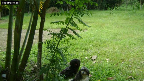 Foto del perro Persy y nena