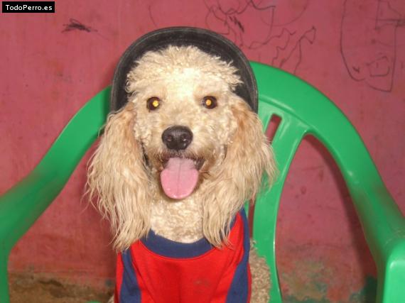 Foto del perro Tommy