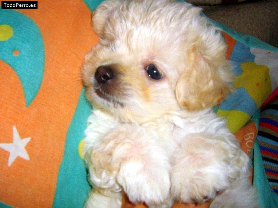 Foto del perro Snowy