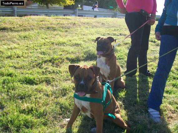 Foto del perro Luna y lucio