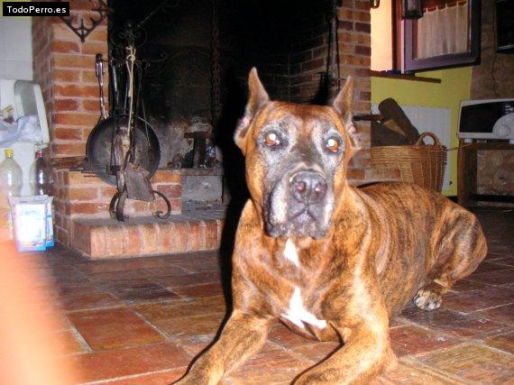 Foto del perro Tana