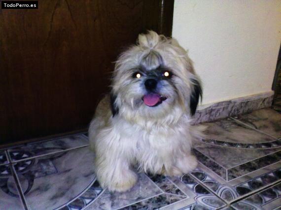 Foto del perro Egan