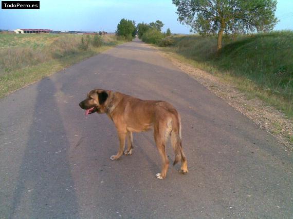 Foto del perro Kira