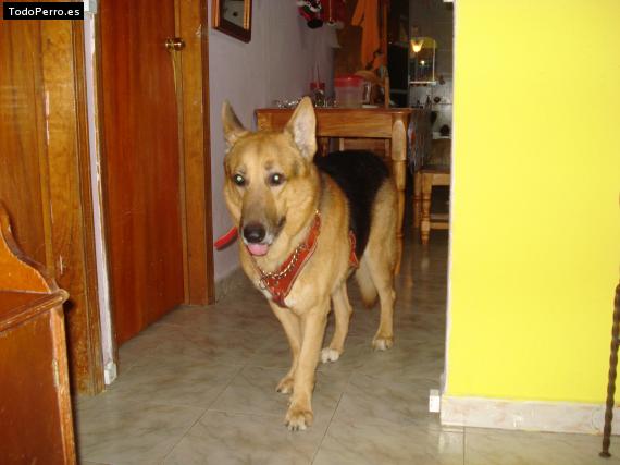 Foto del perro Boby