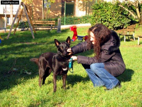 Foto del perro Africa