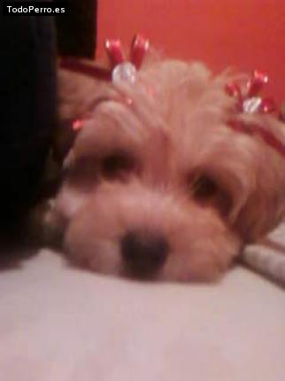 Foto del perro Candy