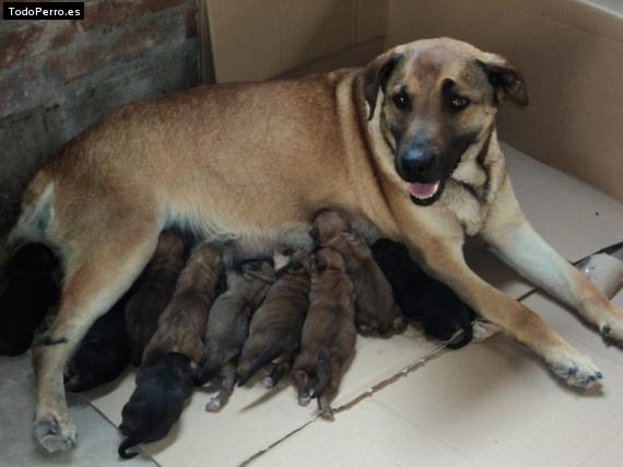 Foto del perro Morena