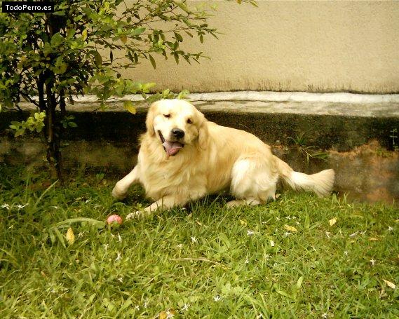 Foto del perro Pedrito