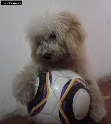 Foto del perro Roky