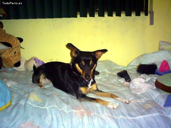 Foto del perro Bibi