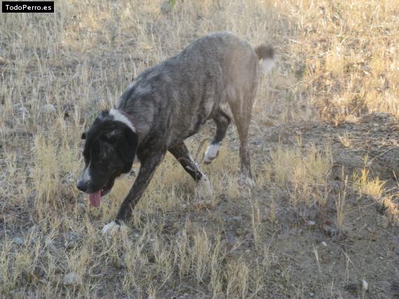 Foto del perro Laika