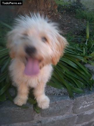 Foto del perro Scuby