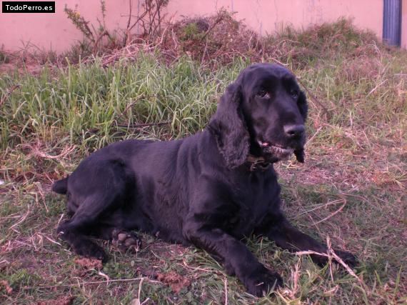 Foto del perro Deyra