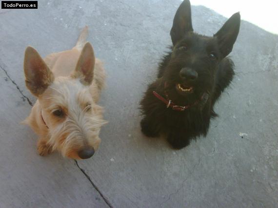 Foto del perro Tatto y maya