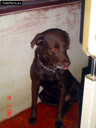 La foto del perro Choco stiwar Foto del perro Choco stiwar