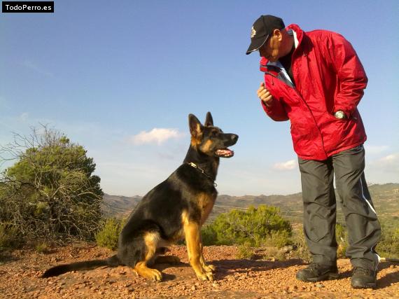 Foto del perro Zar