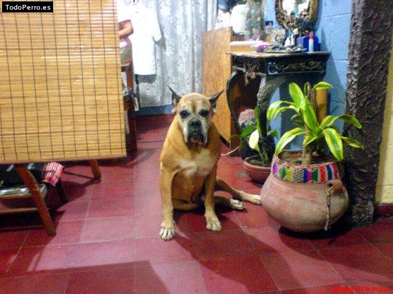 Foto del perro Tayson