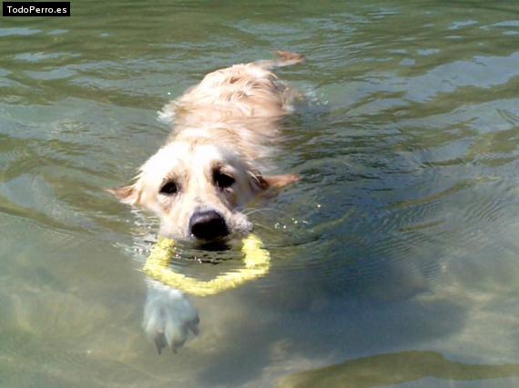 Foto del perro Abril