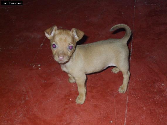 Foto del perro Canela