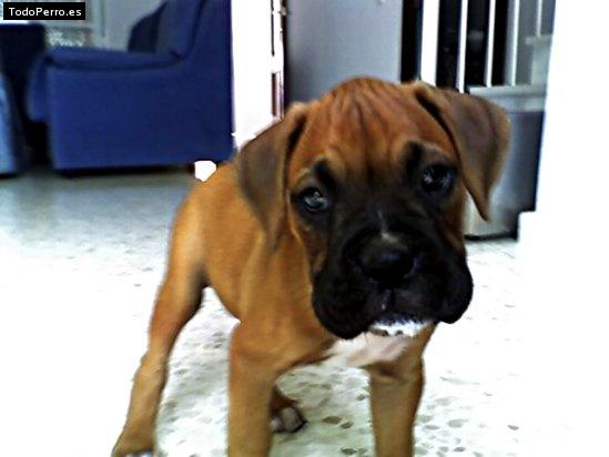 Foto del perro Nano