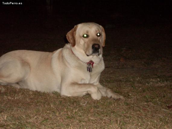 Foto del perro Maximiliano