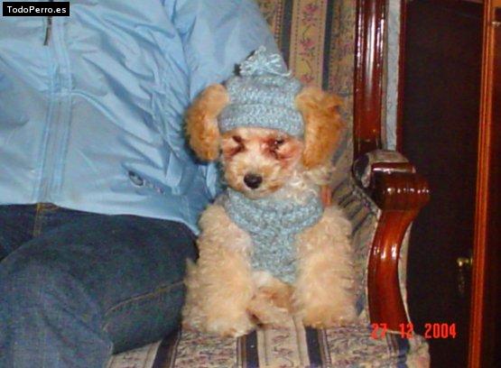 Foto del perro Rizzo