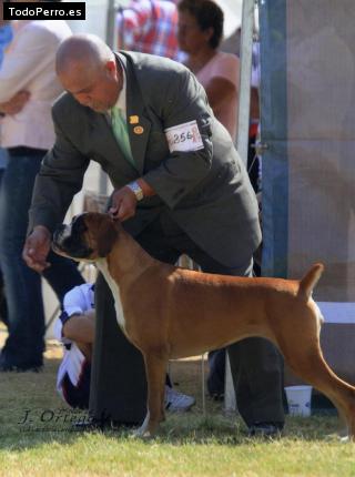 Foto del perro Simonette dorata gonzalez