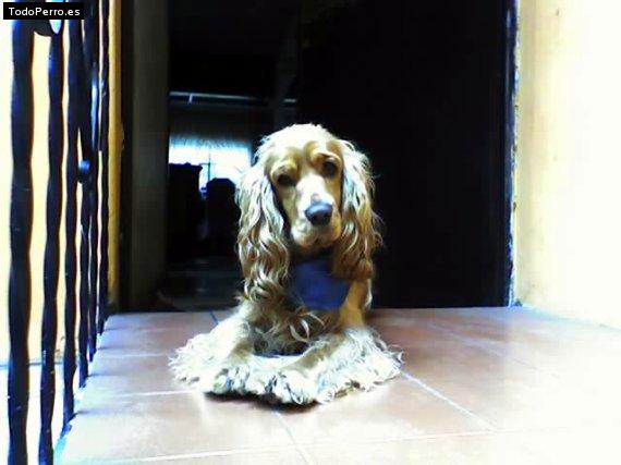 Foto del perro Pippo