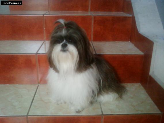 Foto del perro Teddy