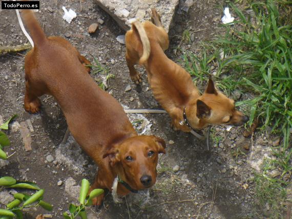 Foto del perro Alika