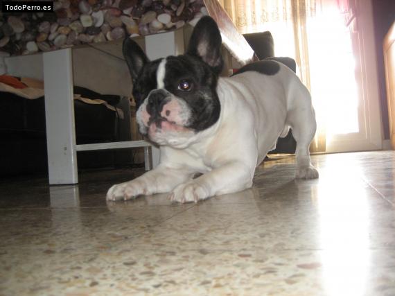 Foto del perro Tayson