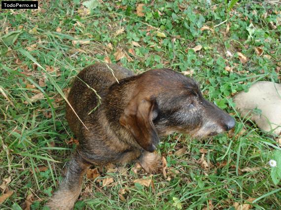 Foto del perro Sisú