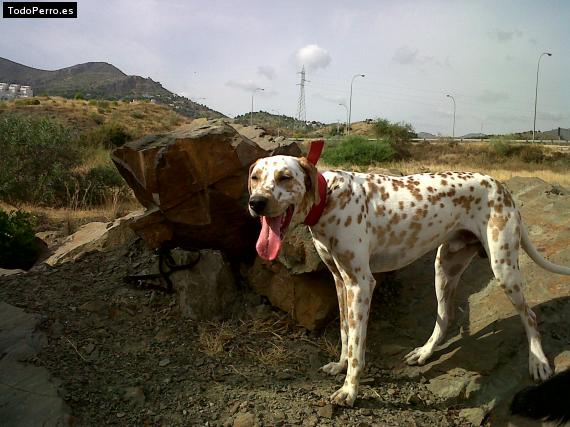 Foto del perro Ulises