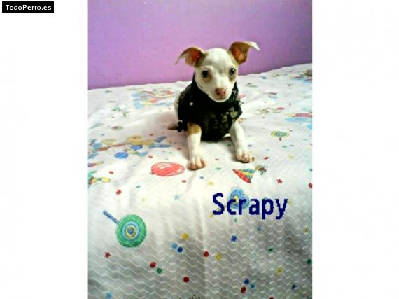 Foto del perro Scrapy