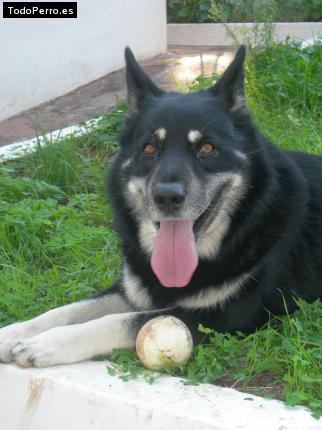 Foto del perro Lupi