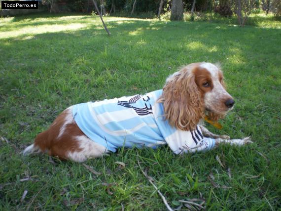 Foto del perro Tommy