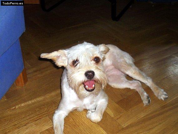 Foto del perro Tita
