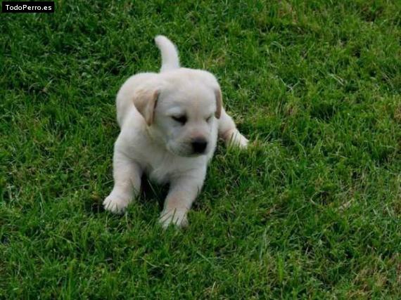 Foto del perro Senda