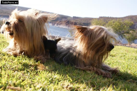 Foto del perro Kaly, lily y nacho