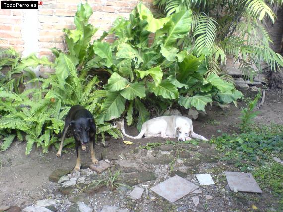 Foto del perro Gali