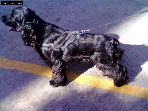 Foto del perro Blackie