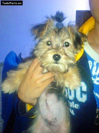 Foto del perro Chester