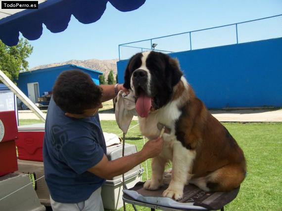 Foto del perro Zeús