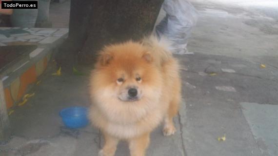 Foto del perro Peluche