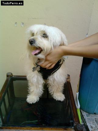 Foto del perro Riki