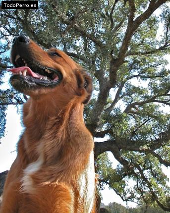 Foto del perro Tempe