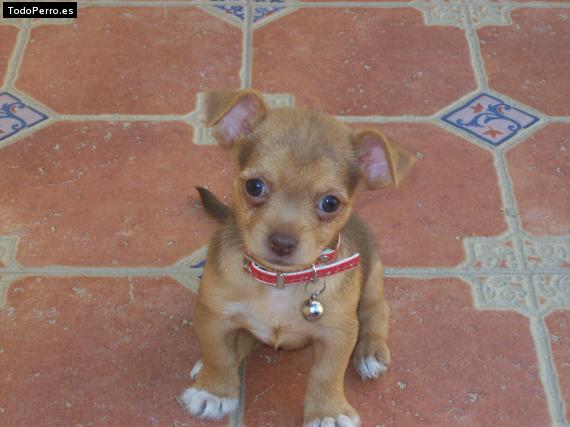 Foto del perro Nenu